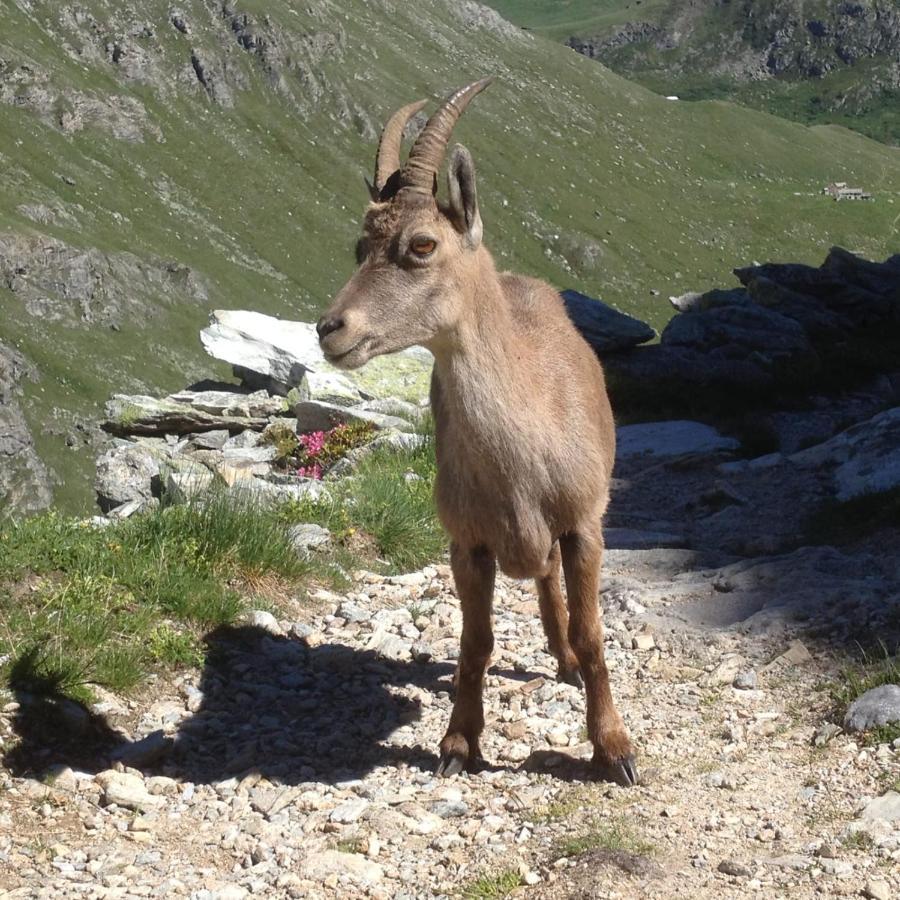 Vacation Rental - Pralognan La Vanoise Savoie 외부 사진